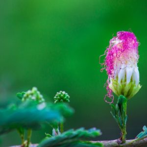 Albizia julibrissin