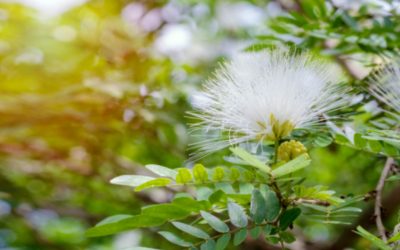 Charmaine D’s A-Z Of Herbs Used In Her Clinic