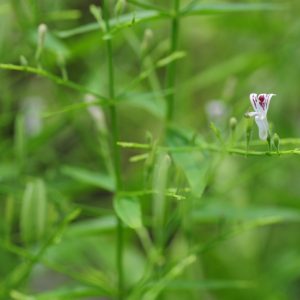 Andrographis Paniculata